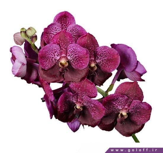 فروشگاه اینترنتی گل - گل ارکیده وندا بورگاندی - Vanda Orchids | گل آف